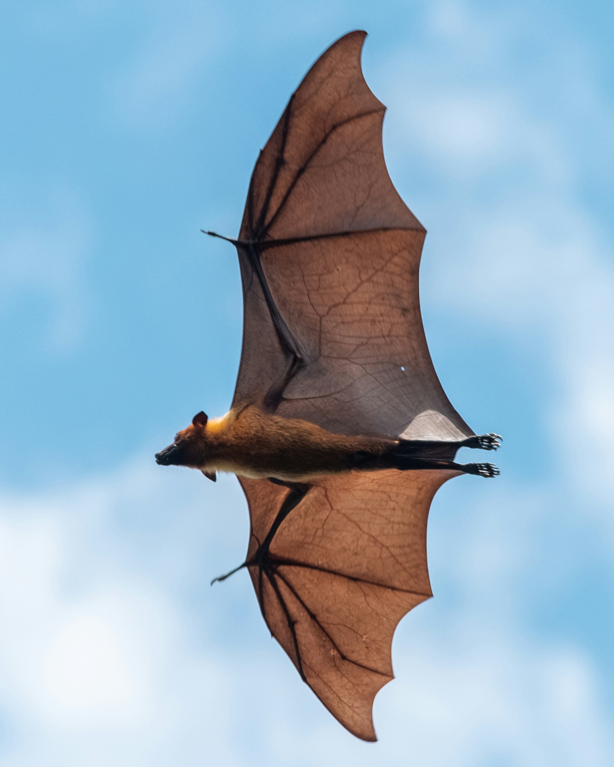bat bat